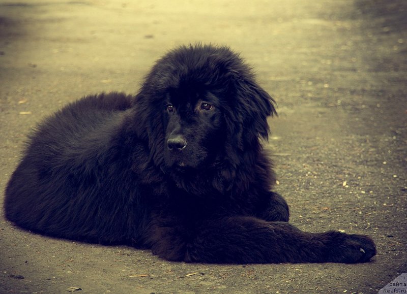 Фото: ньюфаундленд Прекрасная Патти (Prekrasnaya Patti)