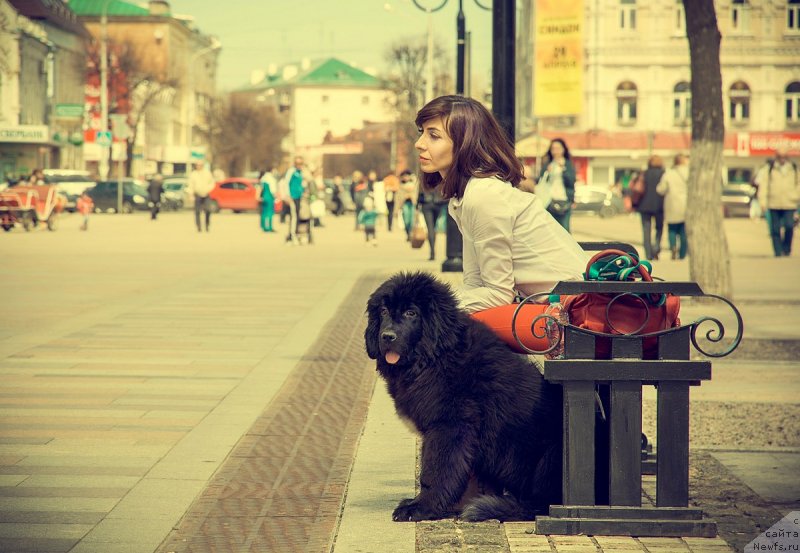 Фото: ньюфаундленд Прекрасная Патти (Prekrasnaya Patti), Мария Ермачкова