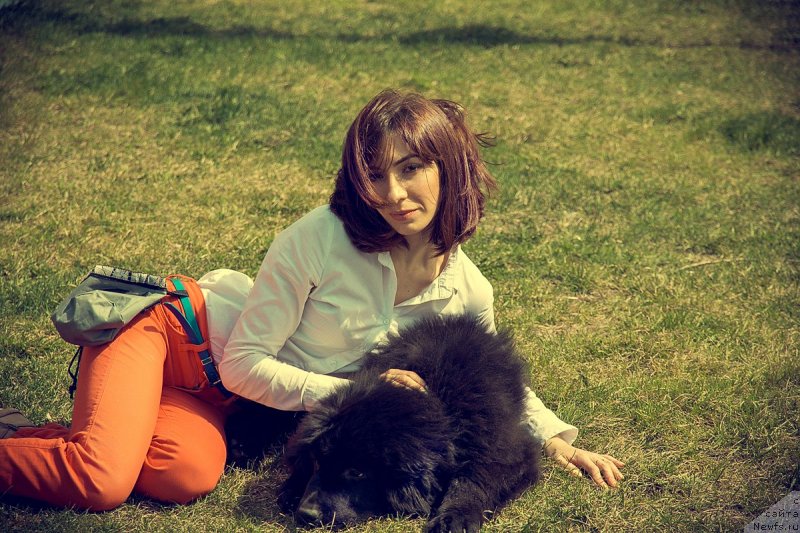 Фото: ньюфаундленд Прекрасная Патти (Prekrasnaya Patti), Мария Ермачкова