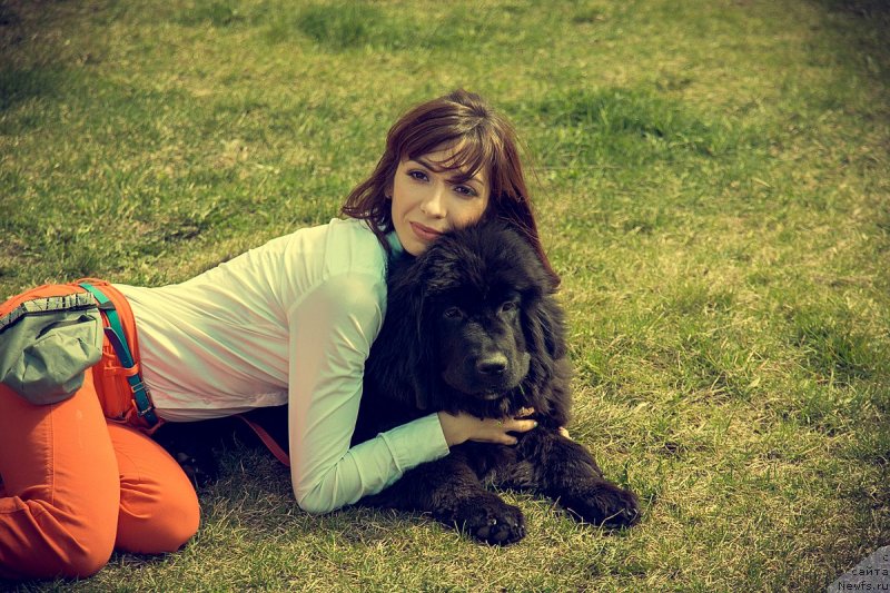 Фото: ньюфаундленд Прекрасная Патти (Prekrasnaya Patti), Мария Ермачкова