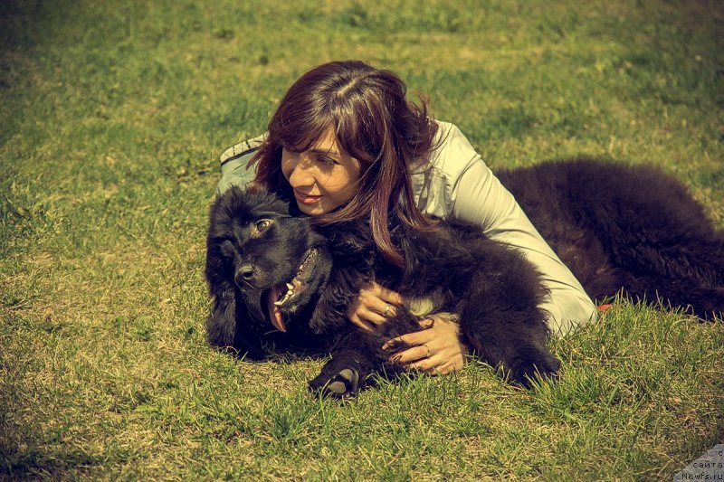 Фото: ньюфаундленд Прекрасная Патти (Prekrasnaya Patti), Мария Ермачкова