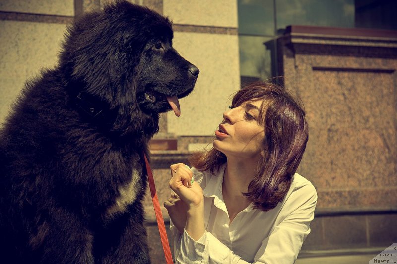 Фото: ньюфаундленд Прекрасная Патти (Prekrasnaya Patti), Мария Ермачкова