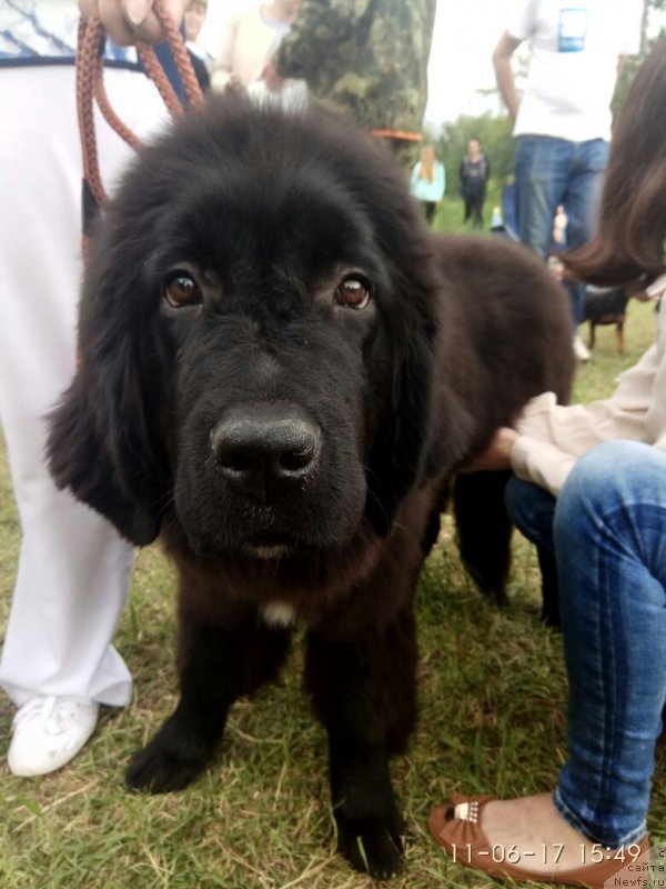 Фото: ньюфаундленд Прекрасная Патти (Prekrasnaya Patti)