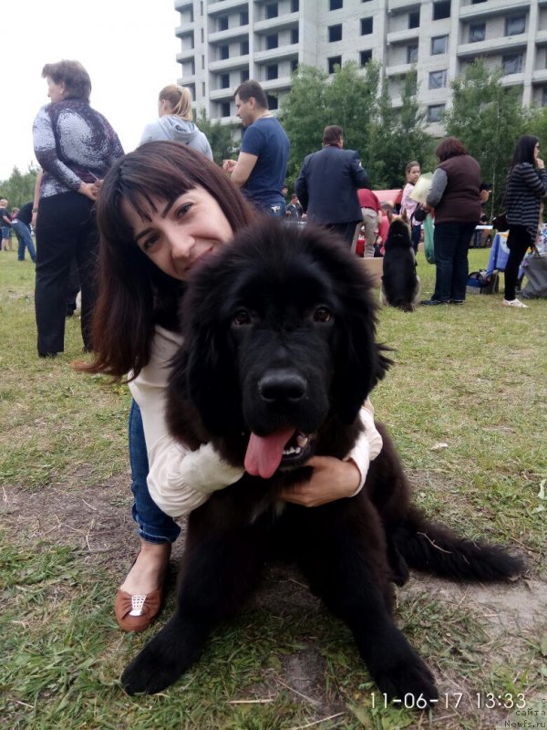 Фото: ньюфаундленд Прекрасная Патти (Prekrasnaya Patti), Мария Ермачкова