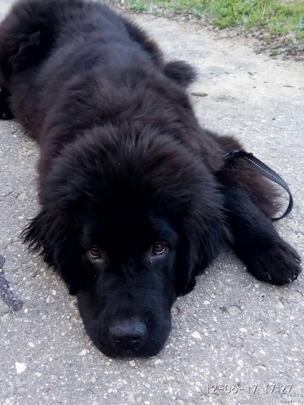 Фото: ньюфаундленд Прекрасная Патти (Prekrasnaya Patti), Мария Ермачкова