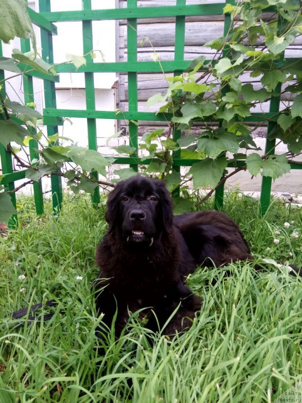 Фото: ньюфаундленд Прекрасная Патти (Prekrasnaya Patti)