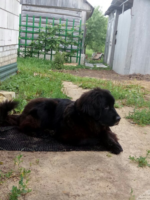 Фото: ньюфаундленд Прекрасная Патти (Prekrasnaya Patti)