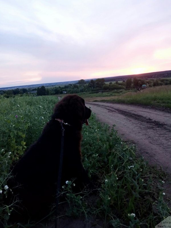 Фото: ньюфаундленд Прекрасная Патти (Prekrasnaya Patti)