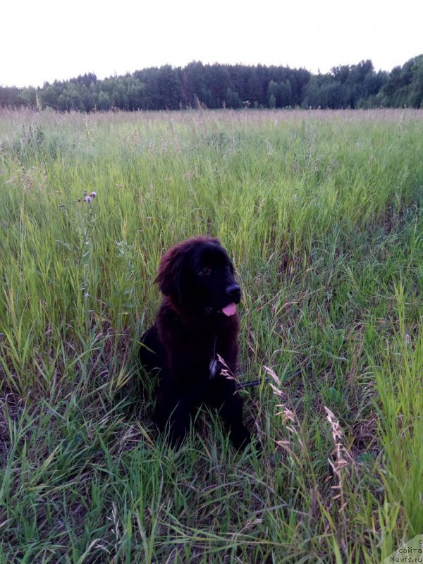 Фото: ньюфаундленд Прекрасная Патти (Prekrasnaya Patti)