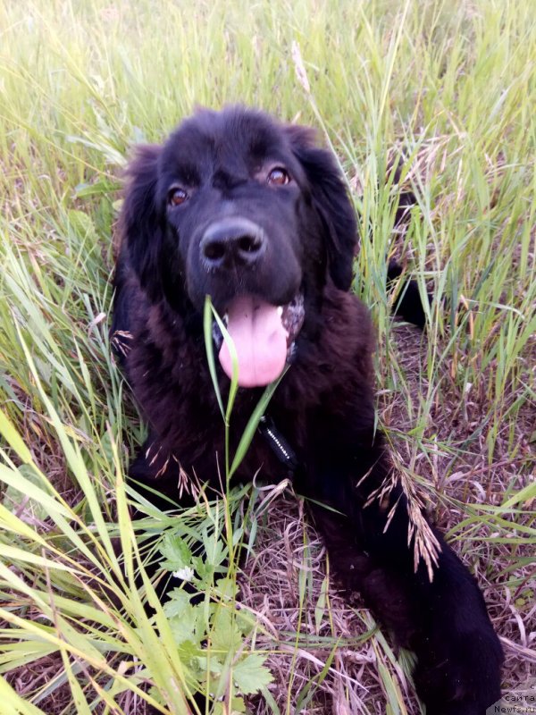Фото: ньюфаундленд Прекрасная Патти (Prekrasnaya Patti)