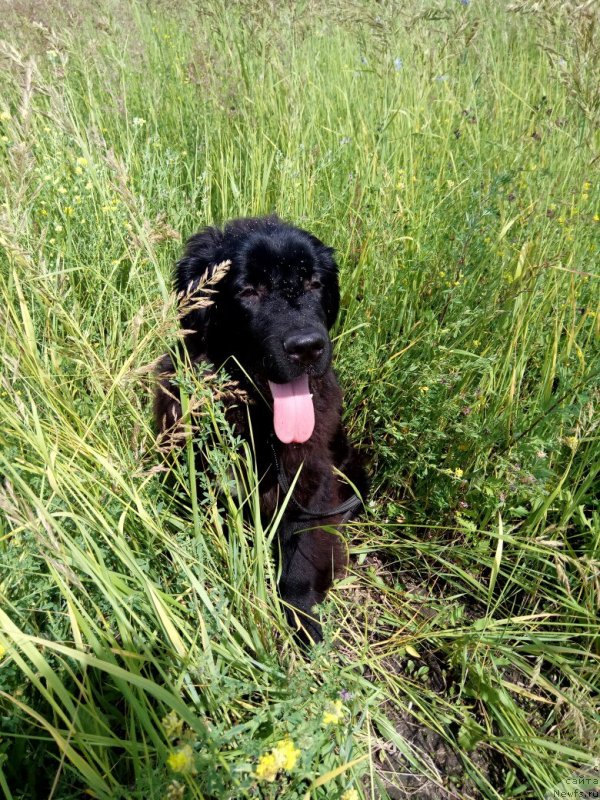 Фото: ньюфаундленд Прекрасная Патти (Prekrasnaya Patti)