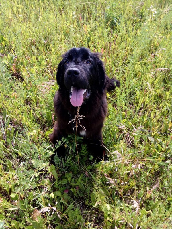 Фото: ньюфаундленд Прекрасная Патти (Prekrasnaya Patti)