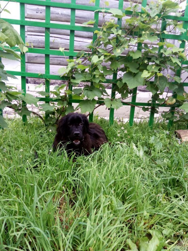 Фото: ньюфаундленд Прекрасная Патти (Prekrasnaya Patti)