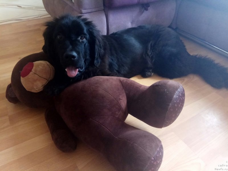 Фото: ньюфаундленд Прекрасная Патти (Prekrasnaya Patti)