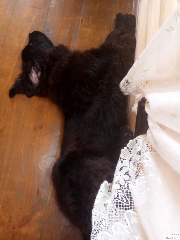 Фото: ньюфаундленд Прекрасная Патти (Prekrasnaya Patti)