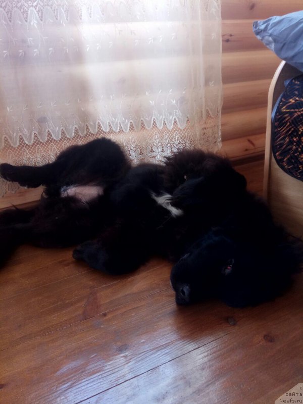 Фото: ньюфаундленд Прекрасная Патти (Prekrasnaya Patti)