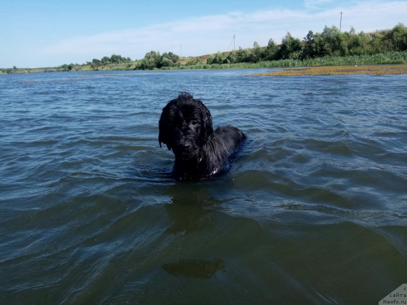 Фото: ньюфаундленд Прекрасная Патти (Prekrasnaya Patti)