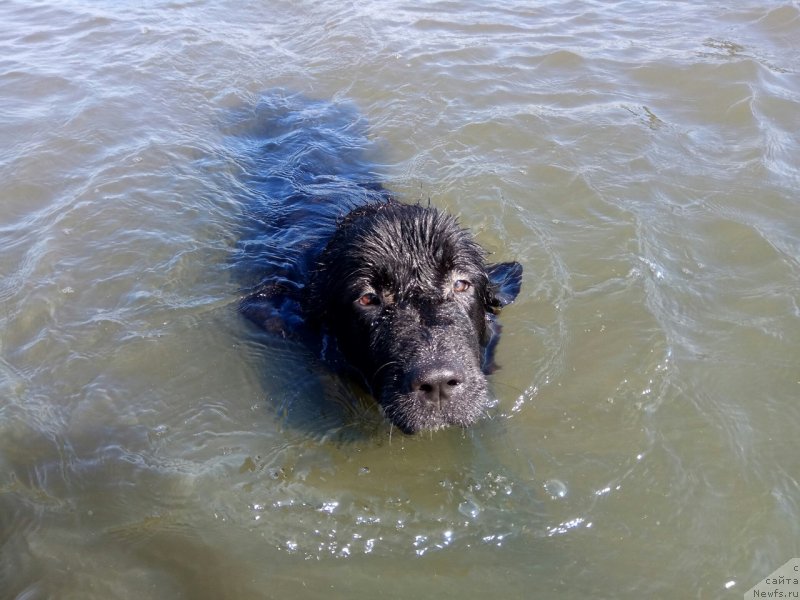 Фото: ньюфаундленд Прекрасная Патти (Prekrasnaya Patti)