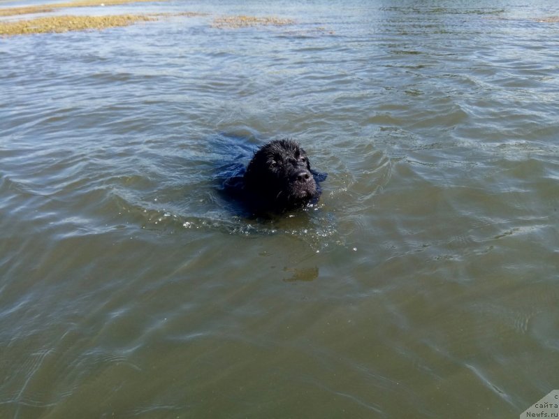 Фото: ньюфаундленд Прекрасная Патти (Prekrasnaya Patti)
