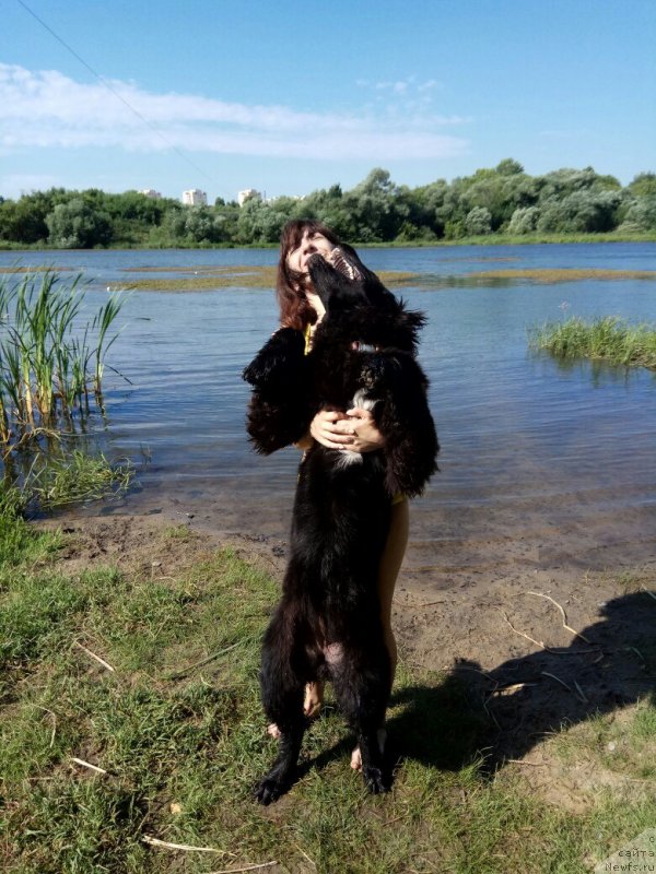 Фото: ньюфаундленд Прекрасная Патти (Prekrasnaya Patti), Мария Ермачкова