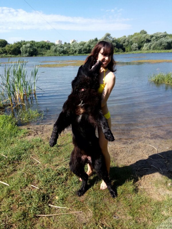 Фото: ньюфаундленд Прекрасная Патти (Prekrasnaya Patti), Мария Ермачкова