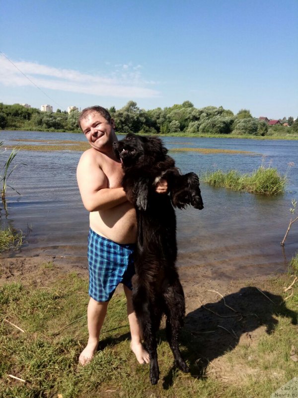 Фото: ньюфаундленд Прекрасная Патти (Prekrasnaya Patti)