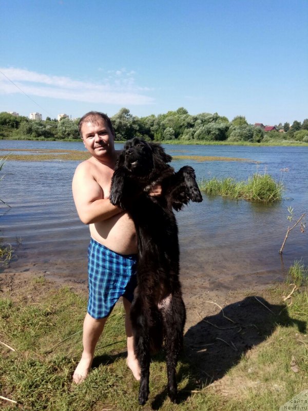 Фото: ньюфаундленд Прекрасная Патти (Prekrasnaya Patti)