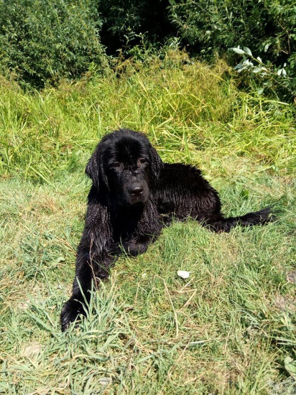 Фото: ньюфаундленд Прекрасная Патти (Prekrasnaya Patti)