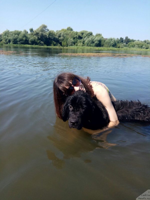 Фото: ньюфаундленд Прекрасная Патти (Prekrasnaya Patti), Мария Ермачкова