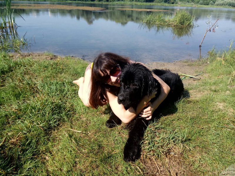 Фото: ньюфаундленд Прекрасная Патти (Prekrasnaya Patti), Мария Ермачкова