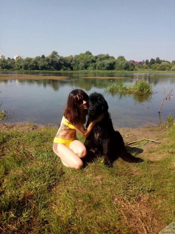 Фото: ньюфаундленд Прекрасная Патти (Prekrasnaya Patti), Мария Ермачкова