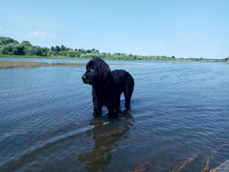 Фото: ньюфаундленд Прекрасная Патти (Prekrasnaya Patti)