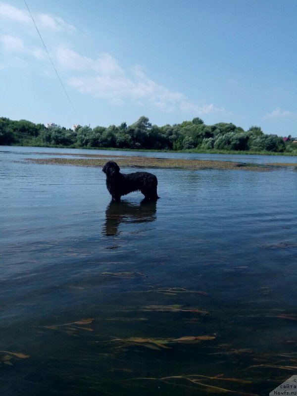 Фото: ньюфаундленд Прекрасная Патти (Prekrasnaya Patti)
