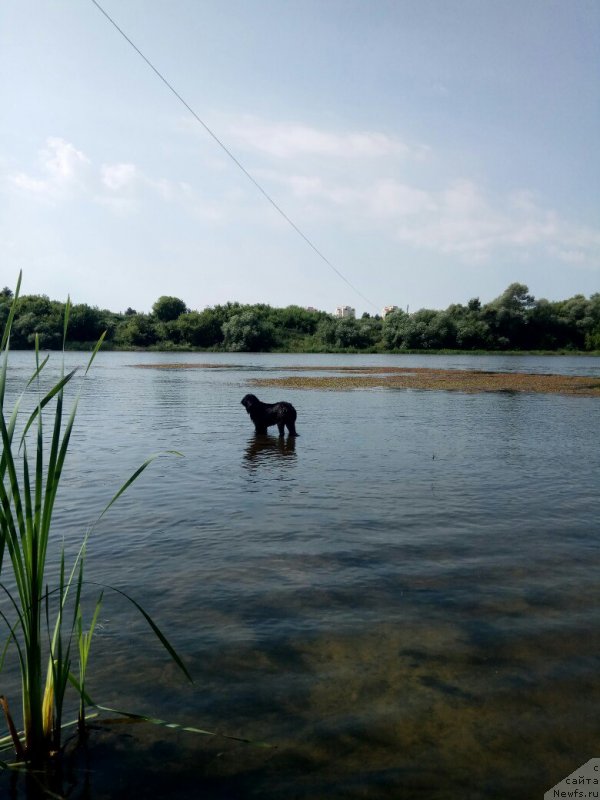 Фото: ньюфаундленд Прекрасная Патти (Prekrasnaya Patti)