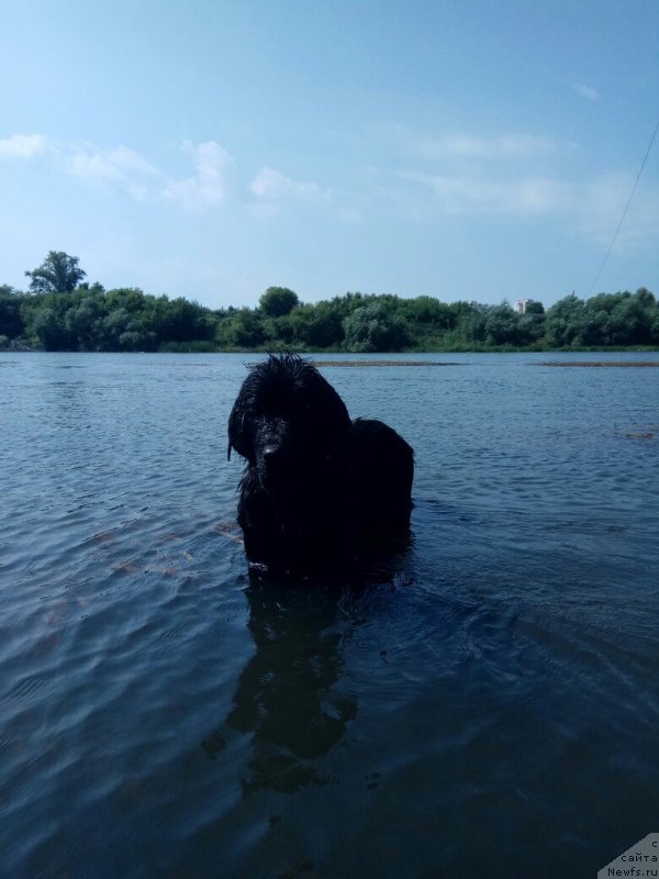 Фото: ньюфаундленд Прекрасная Патти (Prekrasnaya Patti)
