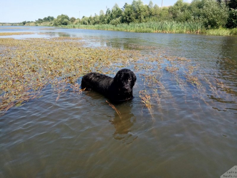 Фото: ньюфаундленд Прекрасная Патти (Prekrasnaya Patti)