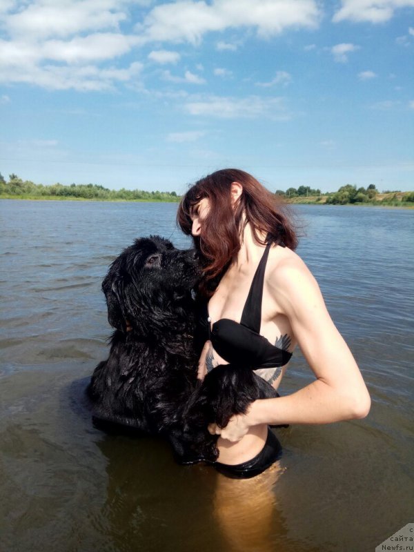 Фото: ньюфаундленд Прекрасная Патти (Prekrasnaya Patti), Мария Ермачкова