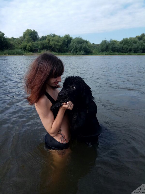 Фото: ньюфаундленд Прекрасная Патти (Prekrasnaya Patti), Мария Ермачкова
