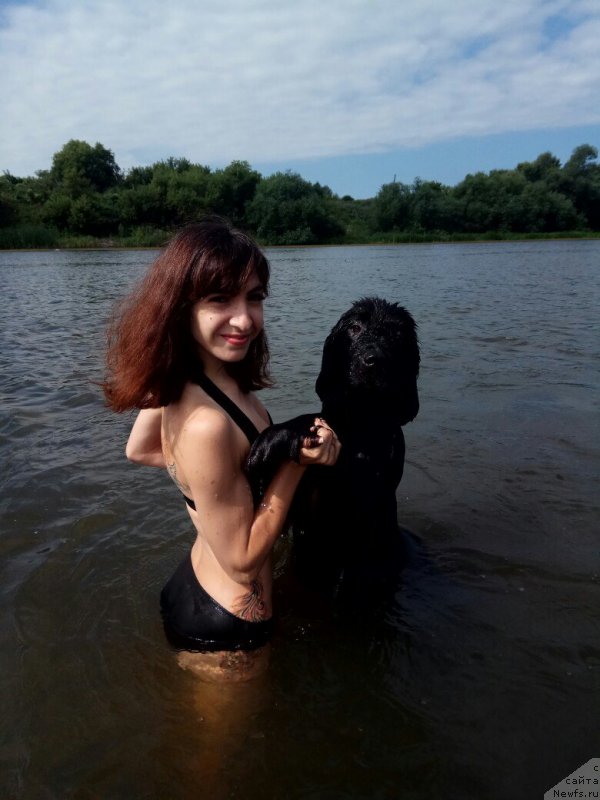 Фото: ньюфаундленд Прекрасная Патти (Prekrasnaya Patti), Мария Ермачкова