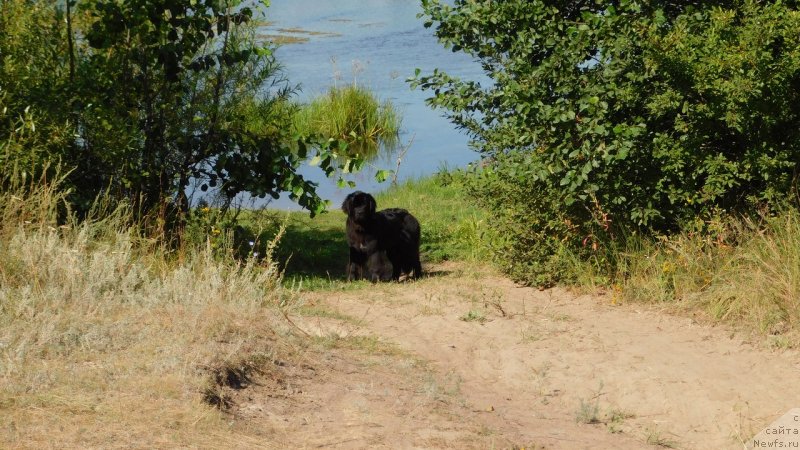 Фото: ньюфаундленд Прекрасная Патти (Prekrasnaya Patti)