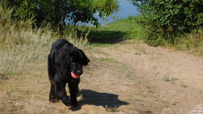 Фото: ньюфаундленд Прекрасная Патти (Prekrasnaya Patti)