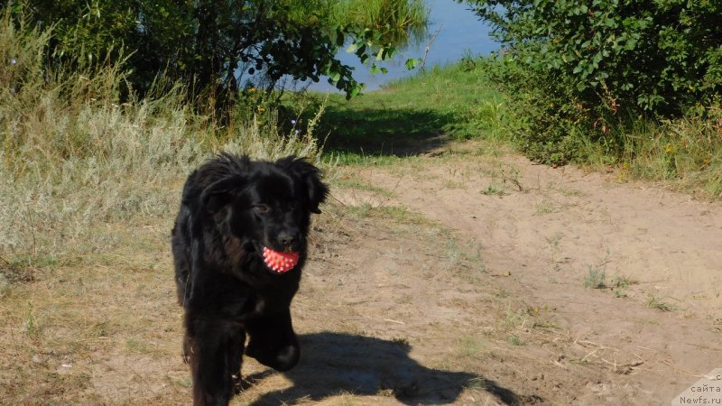 Фото: ньюфаундленд Прекрасная Патти (Prekrasnaya Patti)