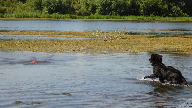 Фото: ньюфаундленд Прекрасная Патти (Prekrasnaya Patti)