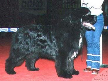 Фото: ньюфаундленд Точлайт Блэк Фиджит (Touchlight Black Fidget)