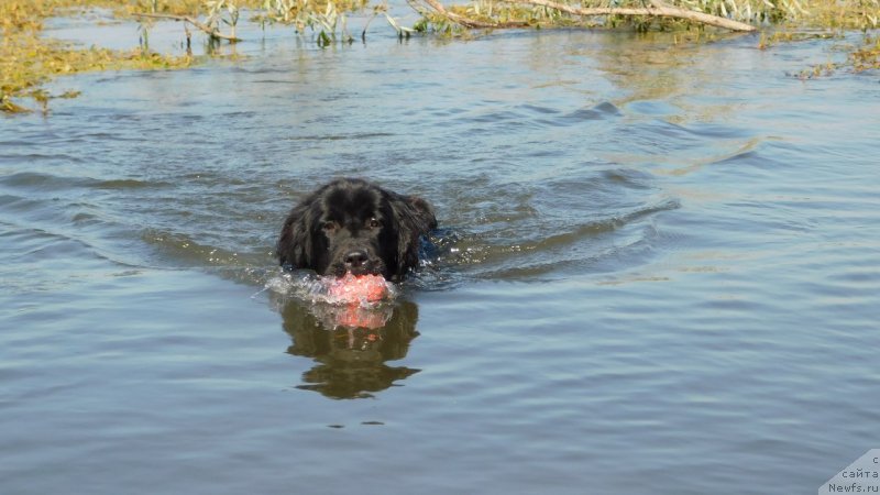 Фото: ньюфаундленд Прекрасная Патти (Prekrasnaya Patti)
