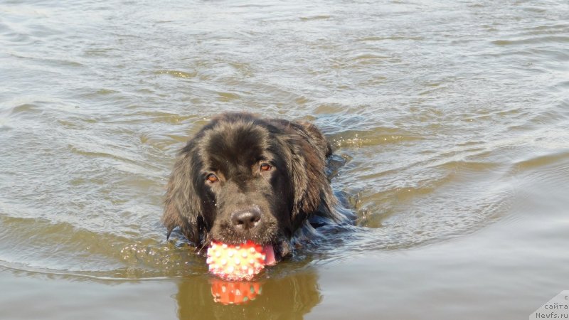 Фото: ньюфаундленд Прекрасная Патти (Prekrasnaya Patti)