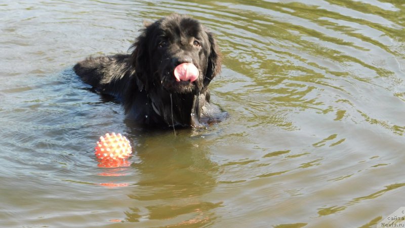 Фото: ньюфаундленд Прекрасная Патти (Prekrasnaya Patti)