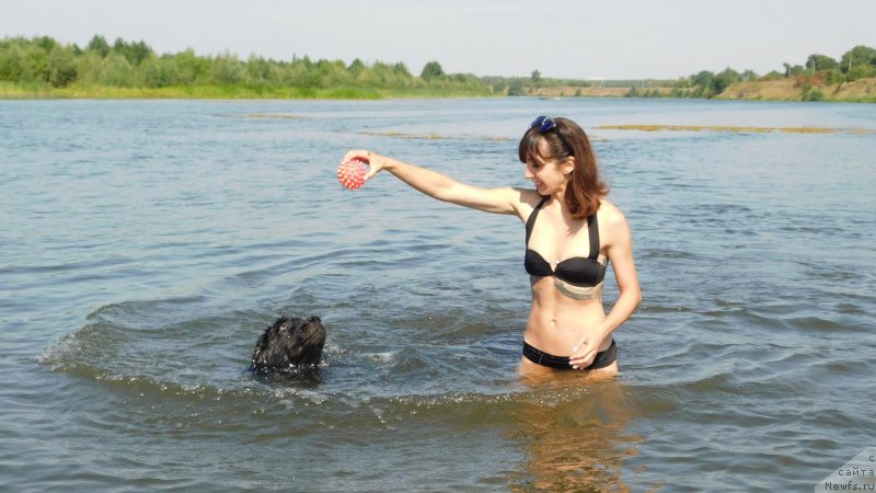 Фото: ньюфаундленд Прекрасная Патти (Prekrasnaya Patti), Мария Ермачкова