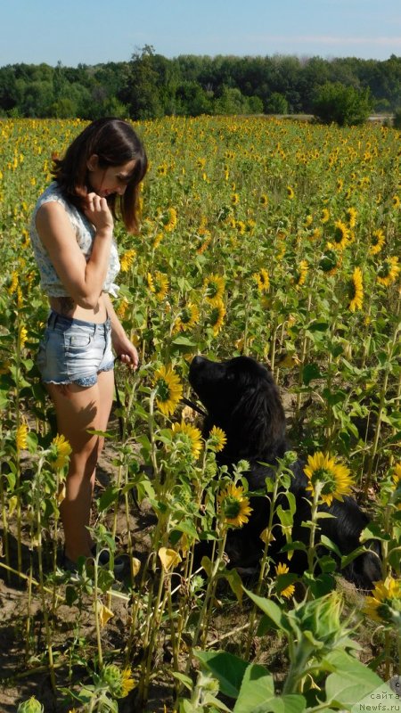 Фото: ньюфаундленд Прекрасная Патти (Prekrasnaya Patti), Мария Ермачкова
