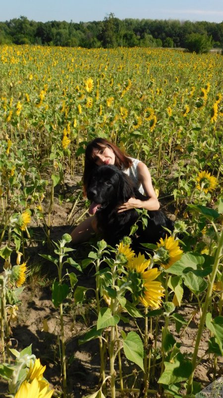 Фото: ньюфаундленд Прекрасная Патти (Prekrasnaya Patti), Мария Ермачкова